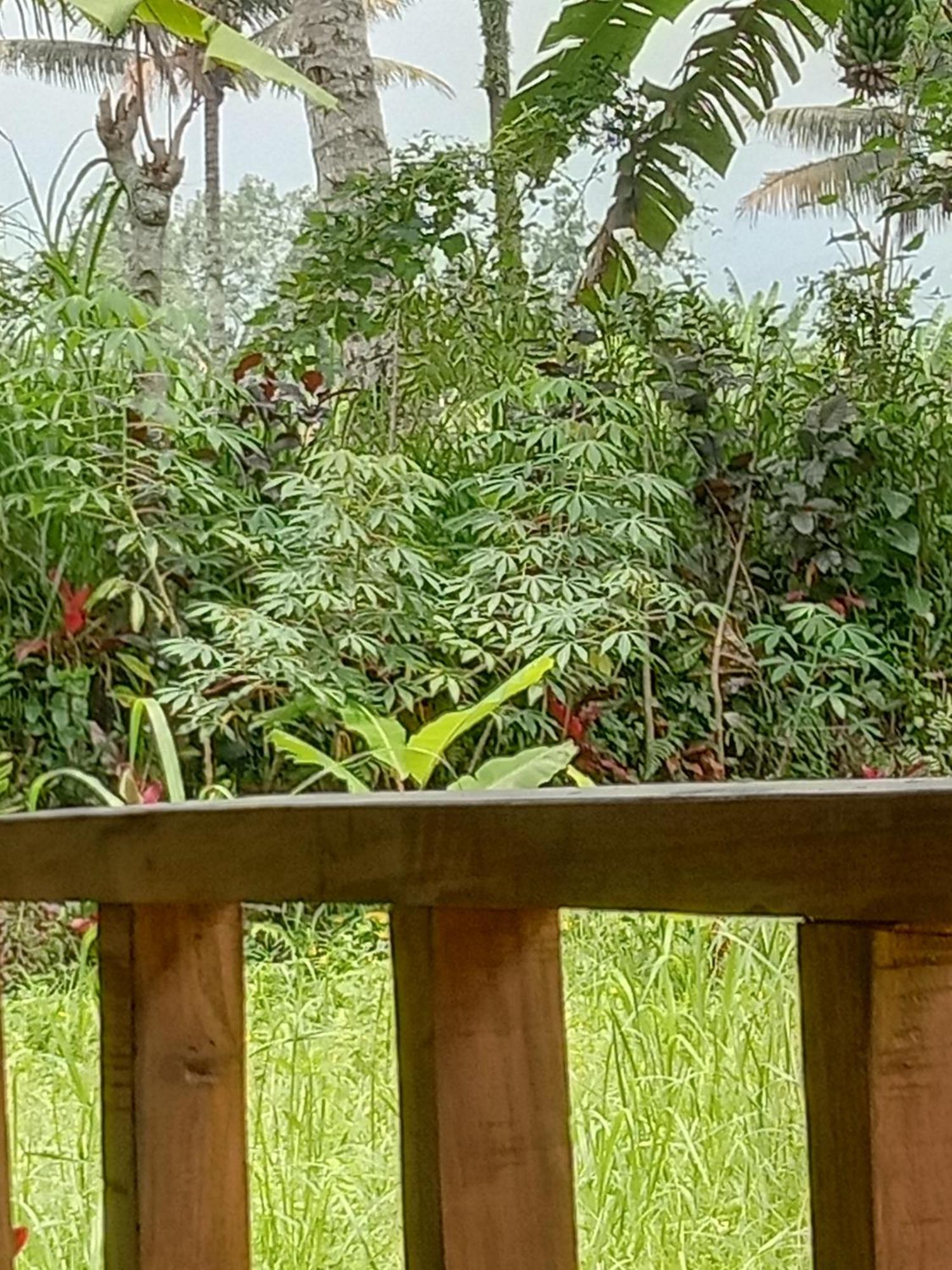 Banana Bungalows Tetebatu Pokoj fotografie