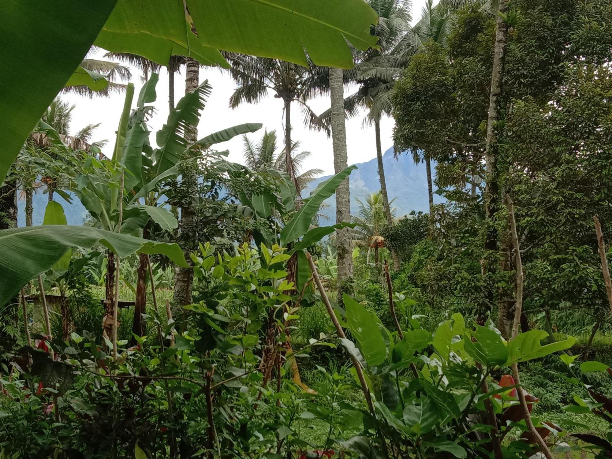 Banana Bungalows Tetebatu Pokoj fotografie