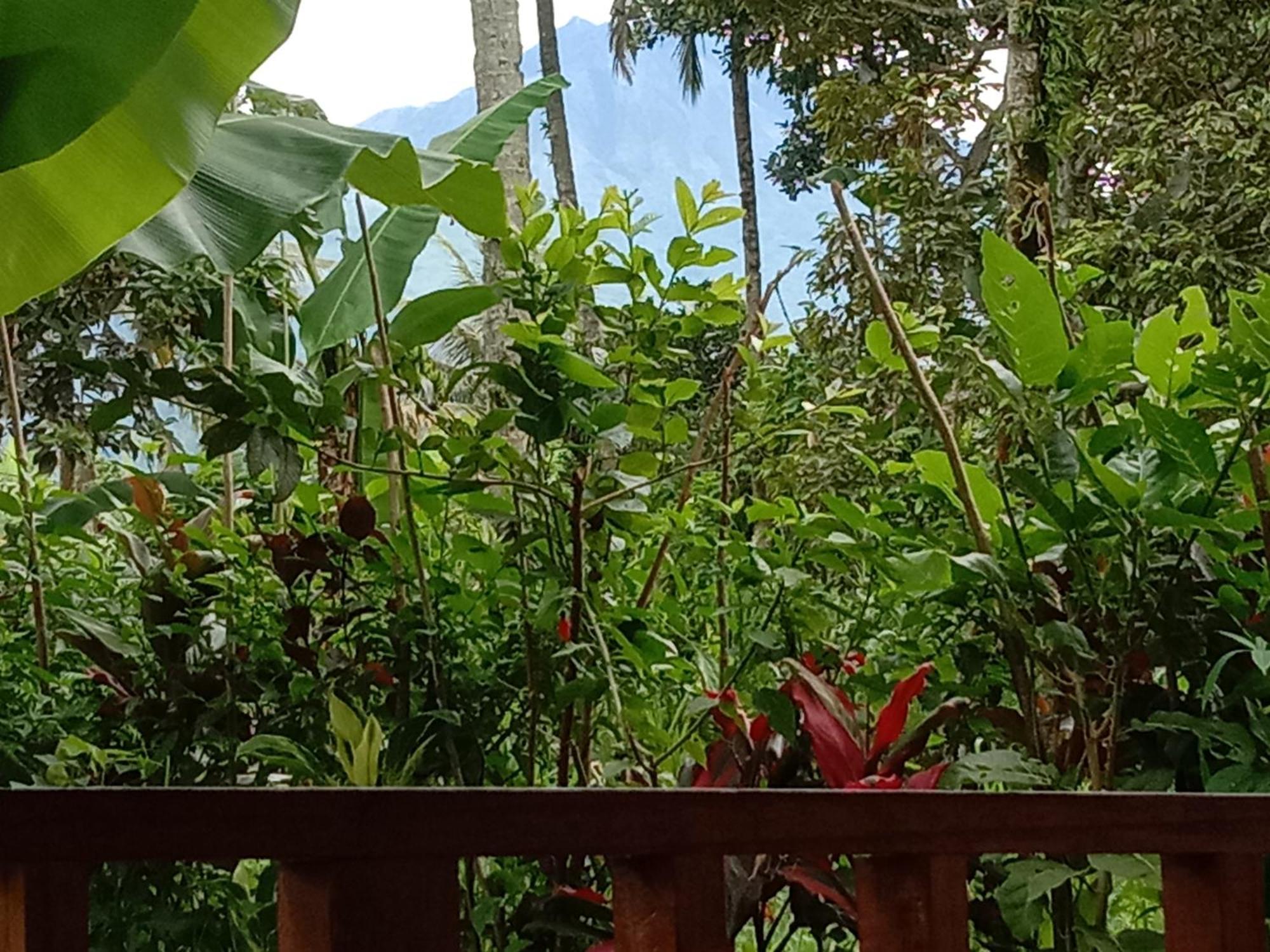 Banana Bungalows Tetebatu Pokoj fotografie
